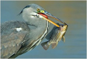 amazing bird photography