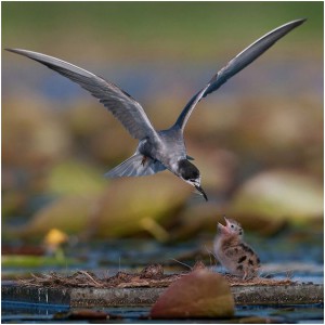 amazing bird photography