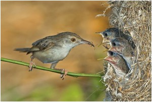 amazing bird photography