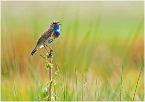 amazing bird photography