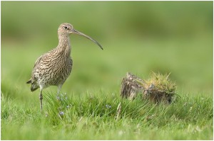 amazing bird photography