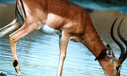 50 Amazing Wildlife & Animal Wallpapers animal wallpaper