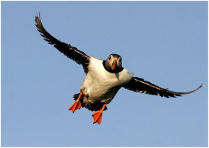 puffins pictures