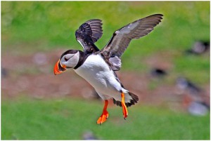 puffins pictures