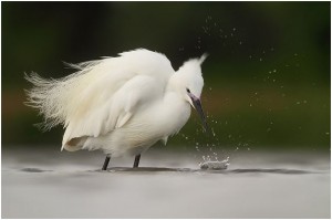 amazing bird photography