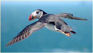 puffins pictures